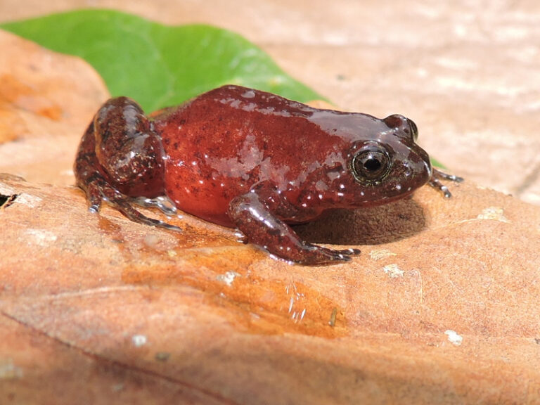 redbelly egg frog
