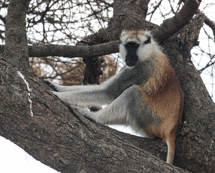 monkey in a tree