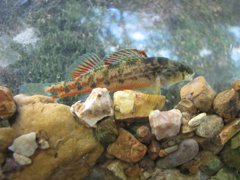 Fish swimming above rocks