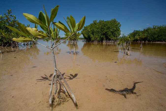 American crocodile in the mangroves